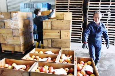 写真:タムラファームに発送される壮瞥産のリンゴ=11日、壮瞥町