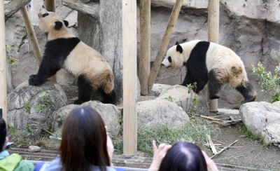 写真:双子のジャイアントパンダの雄シャオシャオ(右)と雌レイレイ=2024年4月、東京・上野動物園