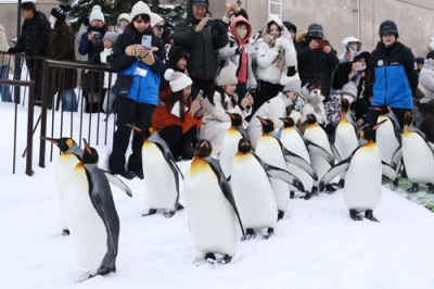 写真:旭川市の旭山動物園で行われた「ペンギンの散歩」のリハーサル。雪が舞う中悠々と歩くペンギンを来園者が笑顔で見守った=17日午後