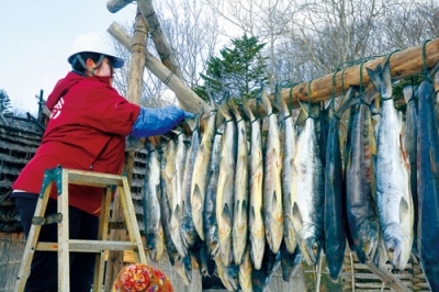 写真：「サッチェ<span style="font-size: 0.8em">プ</span>」作りのため干されるサケ