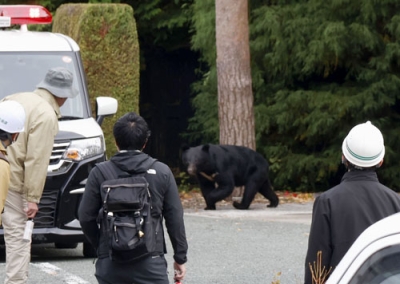 写真：盛岡市に現れたクマ＝１０月