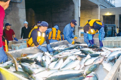 写真：初水揚げされた秋サケを選別する漁業者ら＝昨年９月