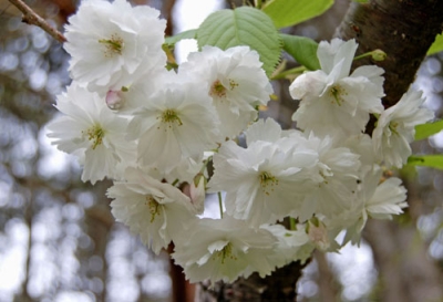 写真：森町が名称を募集している、新種と判明した桜（同町提供）