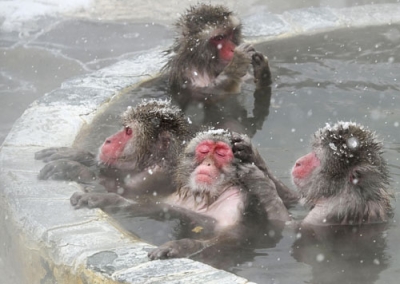 写真：函館市熱帯植物園で温泉に漬かるニホンザル