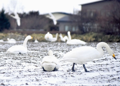 写真：伊達市内の畑でくつろぐオオハクチョウ