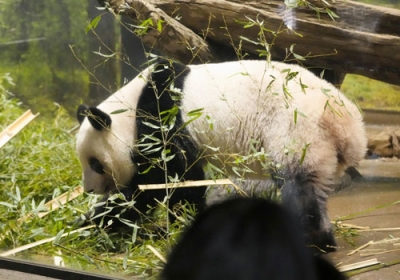 写真:東京・上野動物園の双子のジャイアントパンダ、雌レイレイ=25日午前、東京都台東区