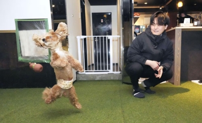 写真：ドッグラン＆カフェ「ＤＯＰＡ」の人工芝で遊ぶ犬＝仙台市