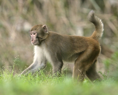 写真：千葉県内に生息する特定外来生物のアカゲザル（千葉県提供）
