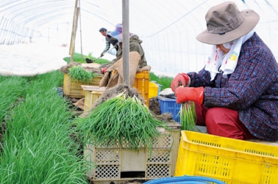 写真：アサツキを収穫する生産者＝豊浦町船見町