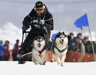 写真:「ジャパンカップ全国犬ぞり稚内大会」で疾走する犬ぞり=21日午前、稚内市