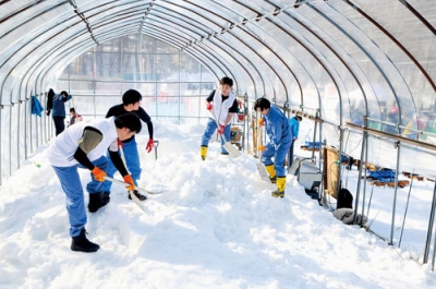 写真：雪球に使う雪を崩す北電社員＝２２日