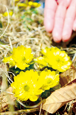 写真：黄色の花を咲かせ、春の足音を伝えているフクジュソウ
