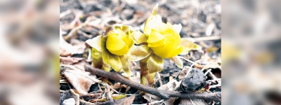 写真：咲き始めたフクジュソウ＝壮瞥町滝之町