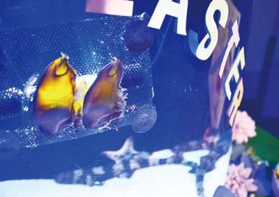 写真：水槽の中で金貨のように輝くテンジクザメの卵