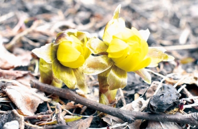 写真:咲き始めたフクジュソウ=壮瞥町滝之町