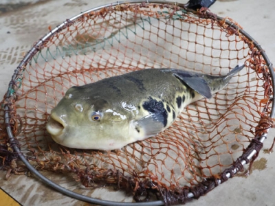 写真：養殖トラフグ「酔虎」＝２月、山口県長門市