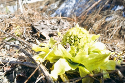 写真：道端で春の訪れを告げるフキノトウ＝壮瞥町東湖畔