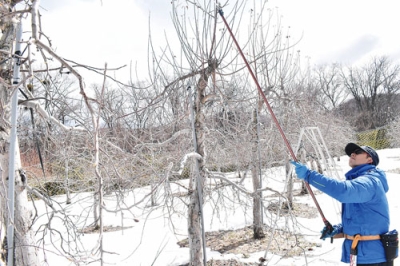写真：高枝ばさみでリンゴのせん定をする関係者＝くだもの農家浜田園