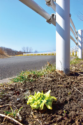 写真:道端で顔を出すフキノトウ=20日午前、室蘭市祝津町