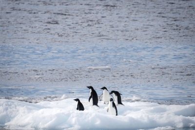 写真:南極のペンギン=2月(ゲッティ=共同)